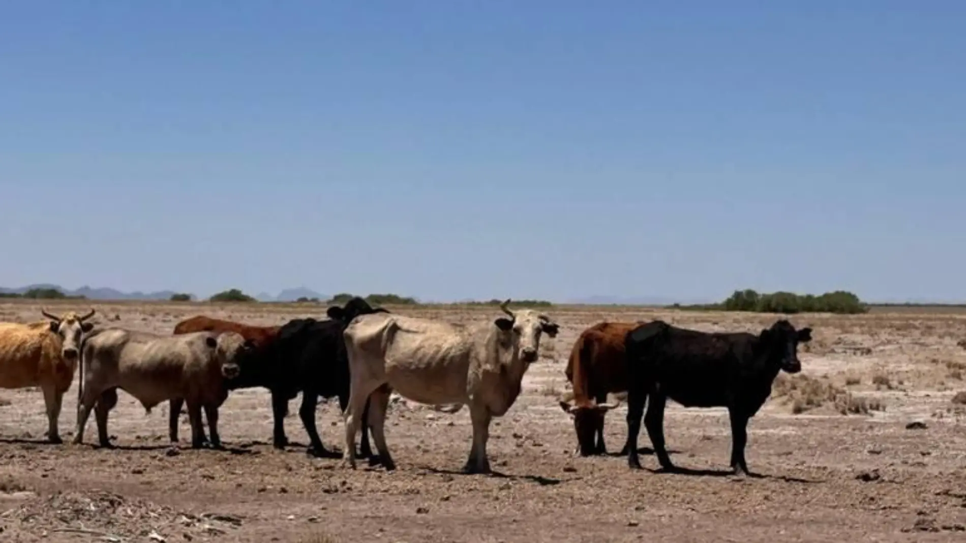 Ganadería ganado reses vacas sequía